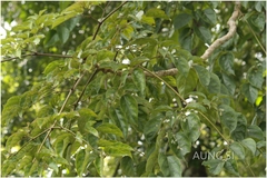 Oroxylum indicum